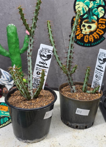 Euphorbia aeruginosa