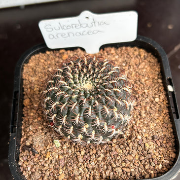 Sulcorebutia arenacea