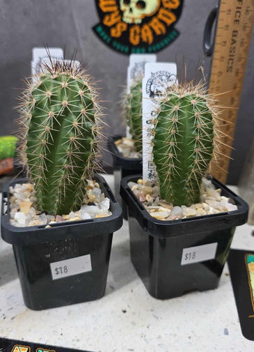 Echinocereus polyacanthus