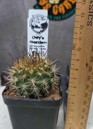 Neochilenia chiliensis