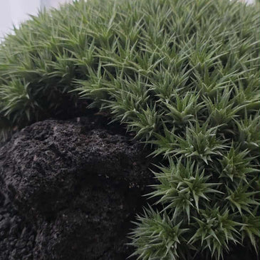 Deutercohnia brevifolia