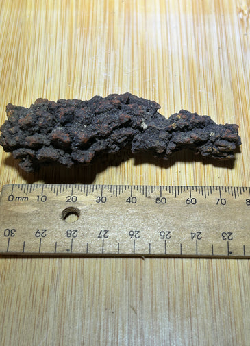 Coprolite ( fossilised poo )