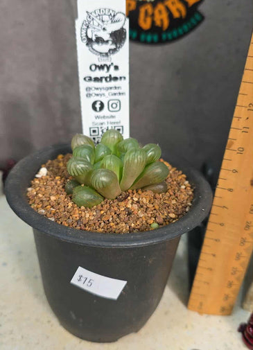 Haworthia cooperi