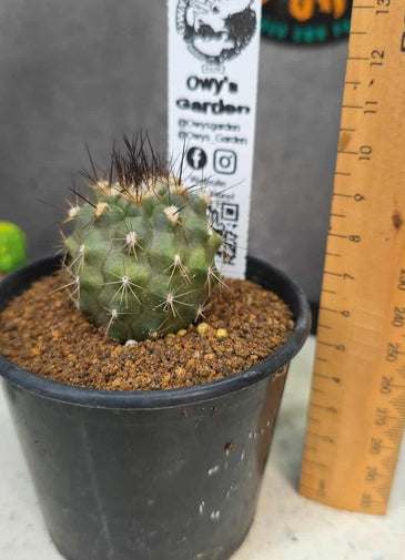 Copiapoa humillis