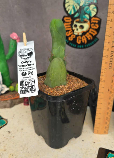 Trichocereus bridgesii mostrosa