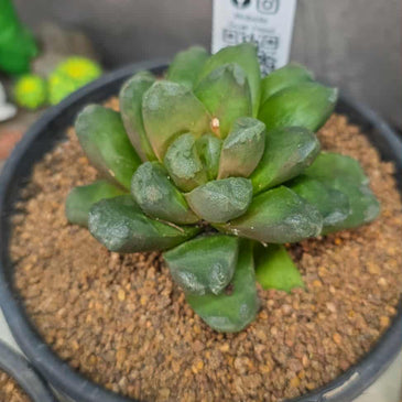 Haworthia manghanii Hybrid