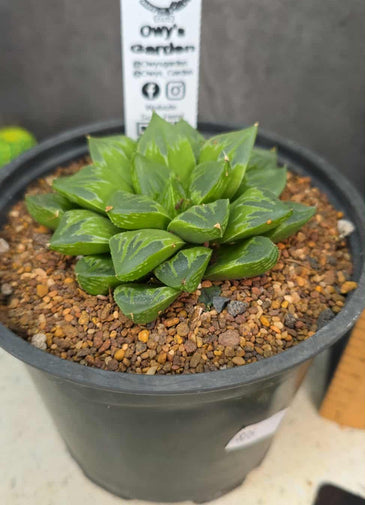Haworthia sp. Hybrid 02