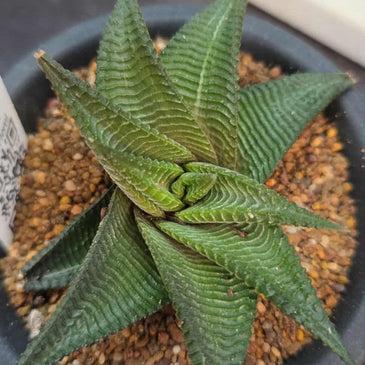 Haworthia limifolia (variegated revert)