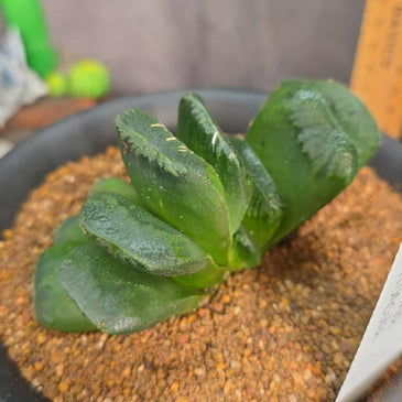 Haworthia truncata