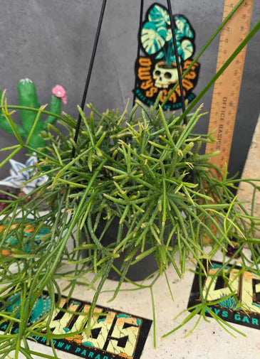 Rhipsalis cereuscula