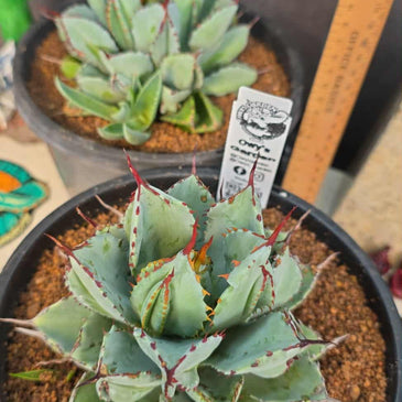 Agave potatorum 'Cubic'