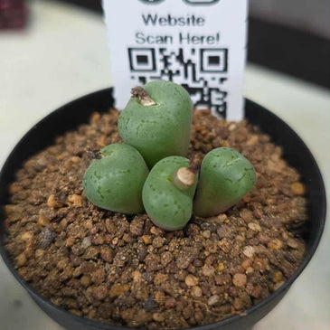 Conophytum truncatum