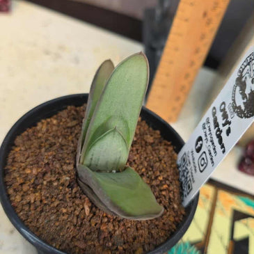 Gasteria hybrid 02