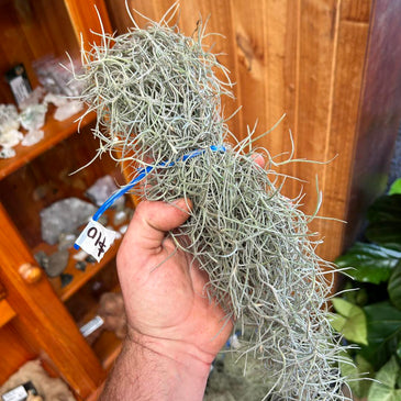 Tillandsia usneoides - Large clumps