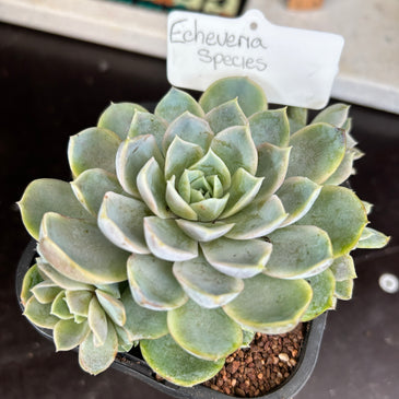 Echeveria sp