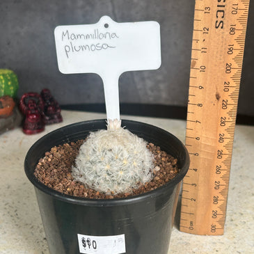 Mammillaria plumosa