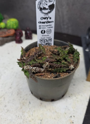 Euphorbia decaryi