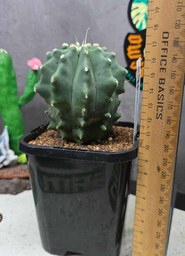 Ferocactus glaucescens F. inermis