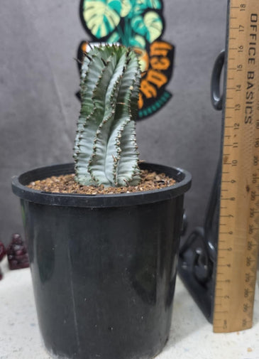 Euphorbia polygona (white)