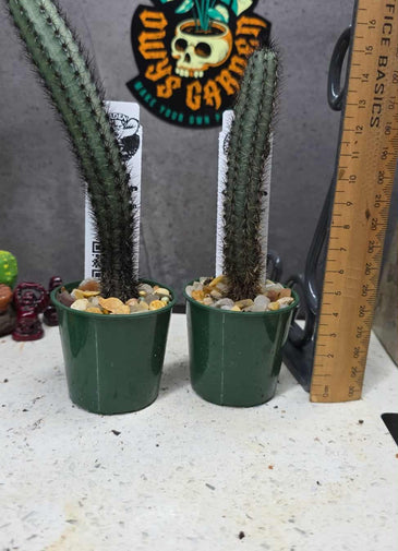 Cereus aethiops
