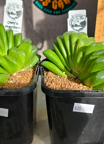 Haworthia truncata 'lime green'