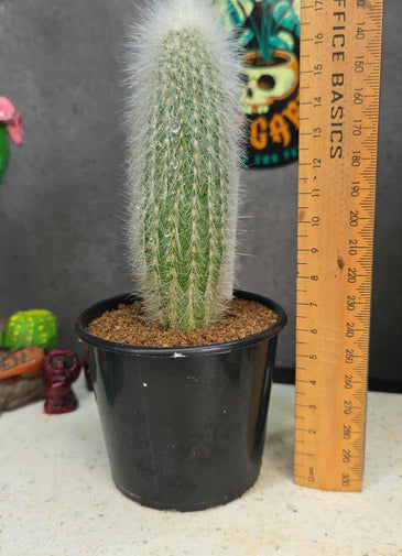 Cliestocactus sp (Red Spine)