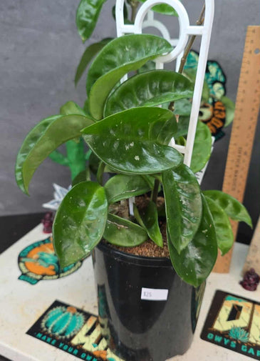 Hoya carnosa 'krinkle'