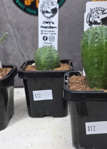 Euphorbia obesa Hybrid