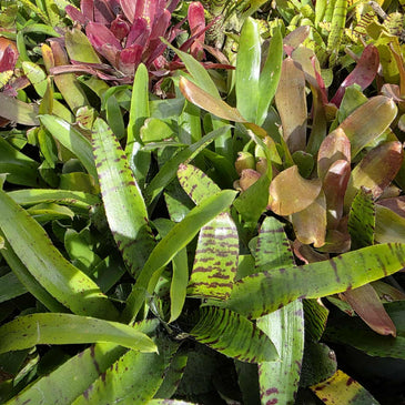 Neoregelia Lucky Dip – Bromeliad Surprise Pack (4 Plants)