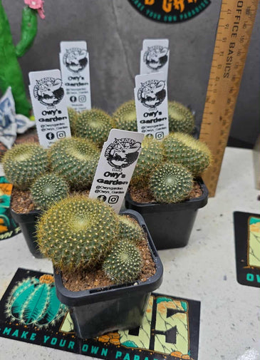 Parodia haselbergii ssp graessneri