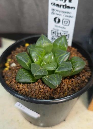 Haworthia sp. Hybrid 10