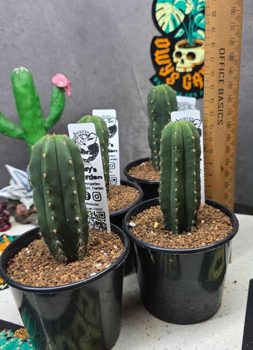 Trichocereus scopulicola