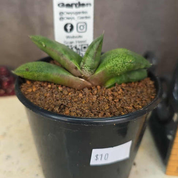 Gasteria hybrid 03