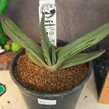 Gasteria hybrid 01