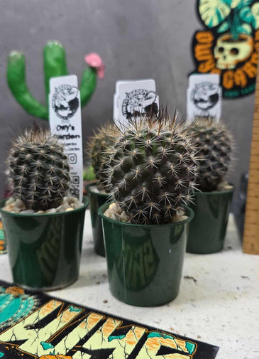 Neoporteria gerocephala