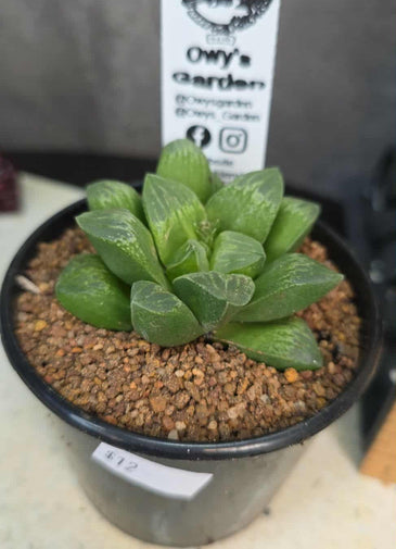 Haworthia sp. Hybrid 09