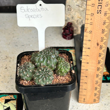 Sulcorebutia species