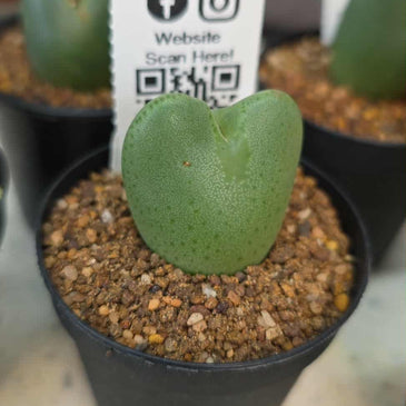 Conophytum bilobum