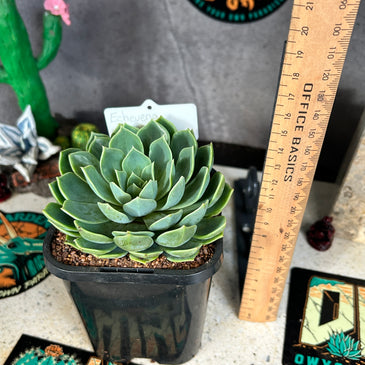 Echeveria sp
