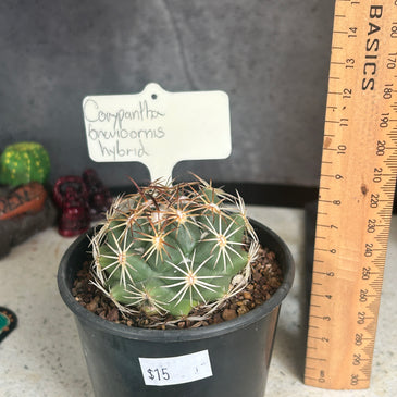 Corypantha brevicornis hybrid