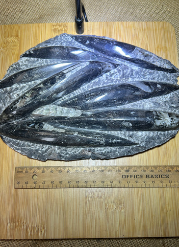 Belemnite plate
