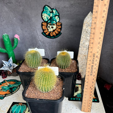 Parodia leninghausii