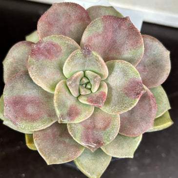 Graptopetalum ‘purple delight’