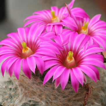 Mammillaria guelzowiana