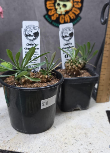 Euphorbia japonica Hybrid