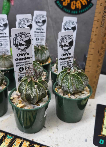 Astrophytum capricorne