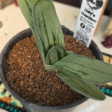 Gasteria hybrid 01