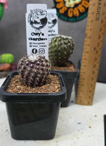 Copiapoa tenusissima