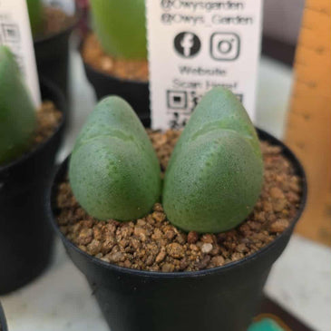 Conophytum bilobum (Double)