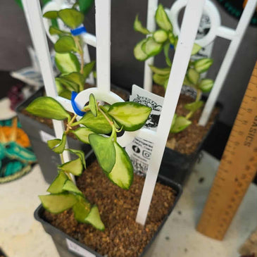 Hoya heuschkliana 'variegata'
